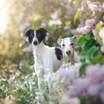 SightHoundSisters