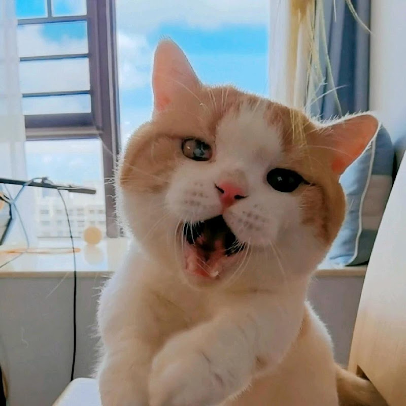 短腿的帕格尼尼