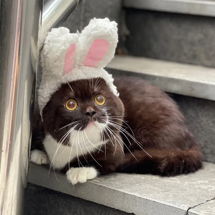 Meow Soju