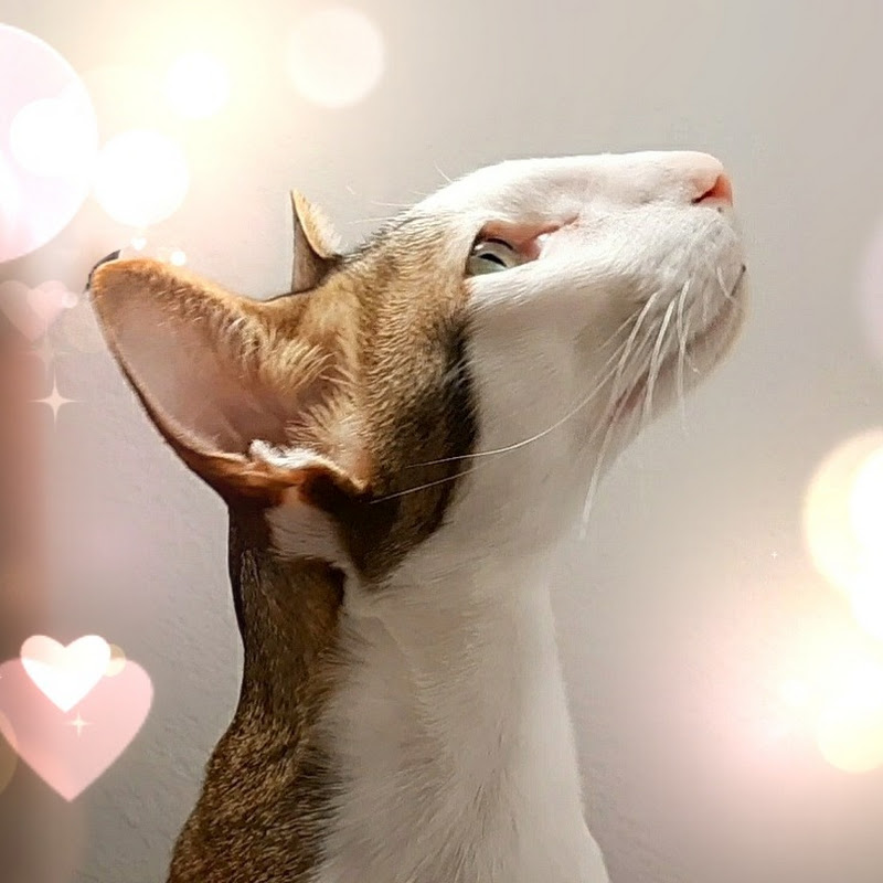 Ориентальный кот Геша