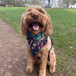 Cooper