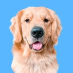 Scottie’s Golden Life