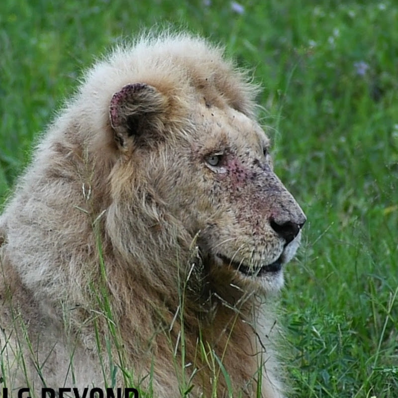 Kruger Safari & Beyond
