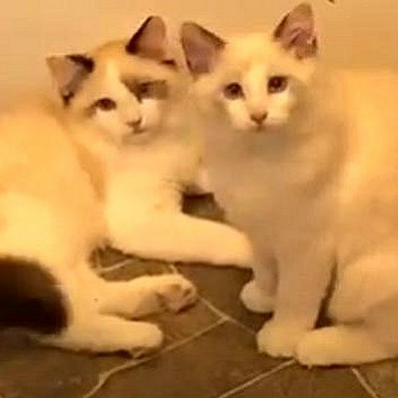 The Loui And Bailey Show