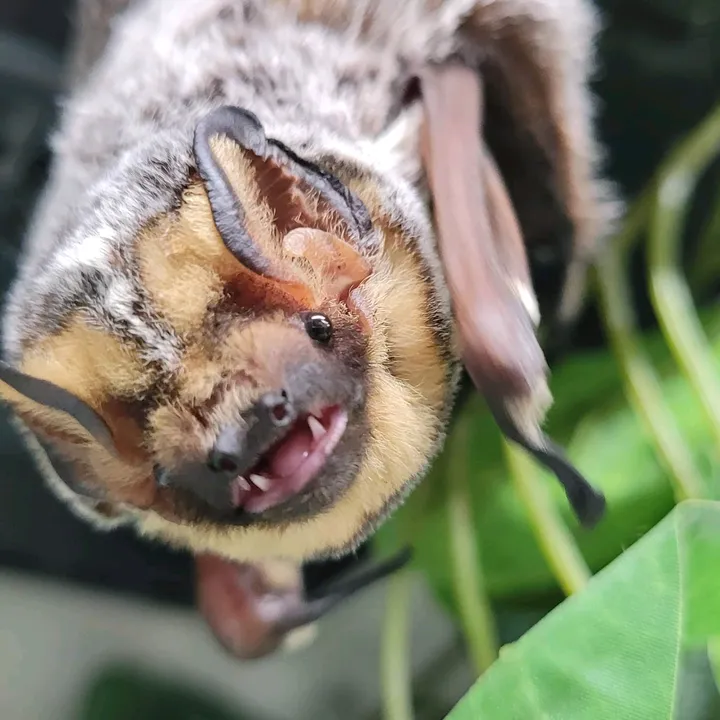 Misfits Rehab.Wildlife Rehab