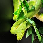 EXOTIC PETS • REPTILES • GECKOS • PYTHONS • BIRDEATERS