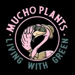 Mucho Plants | Anthurium | Exotic Plants | Varigated Plants