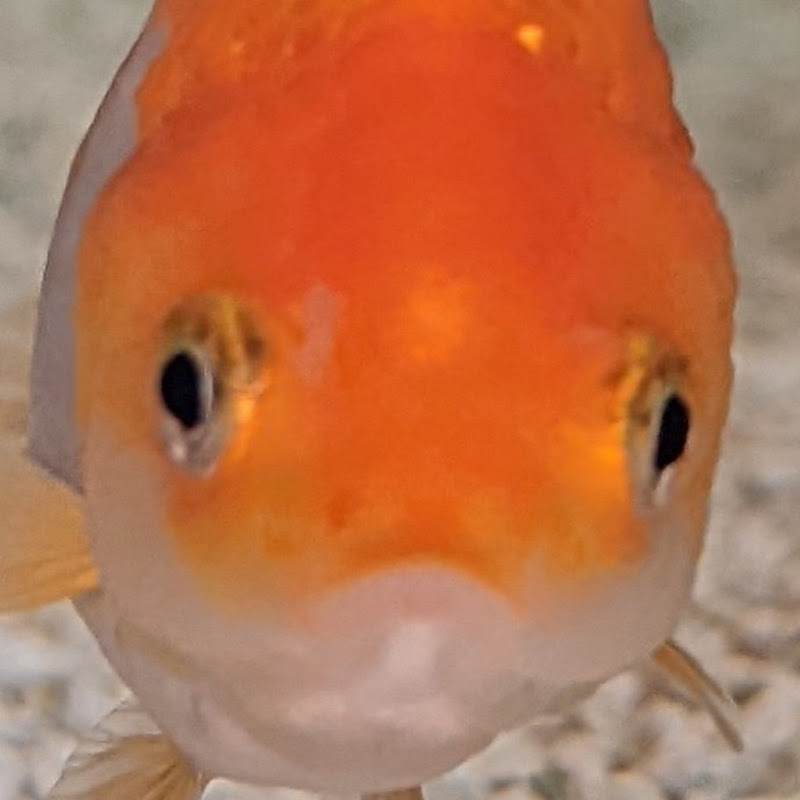 Ranchu Ranch