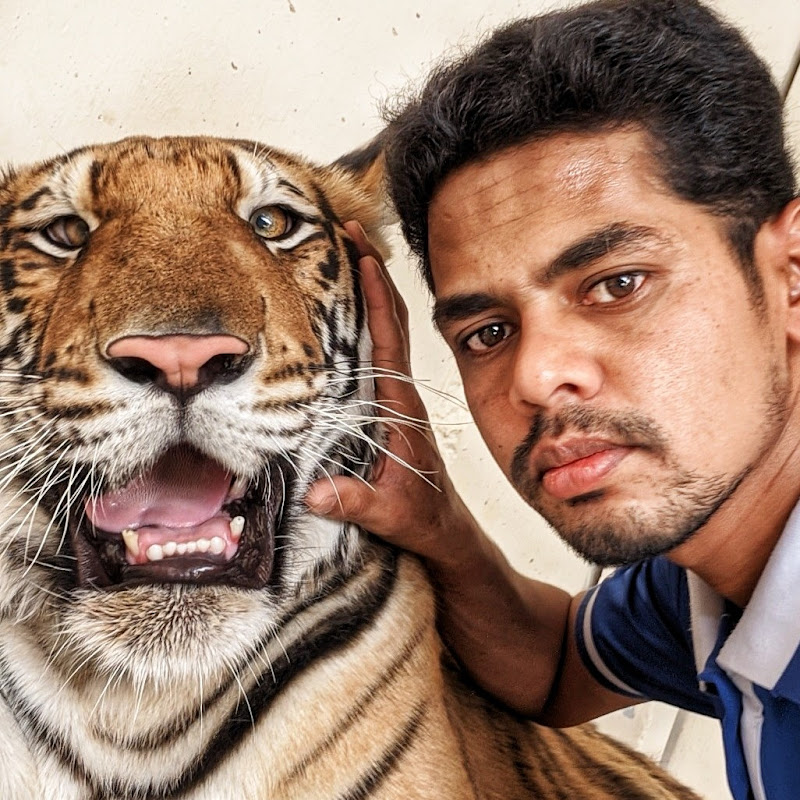 Tiger Lion more