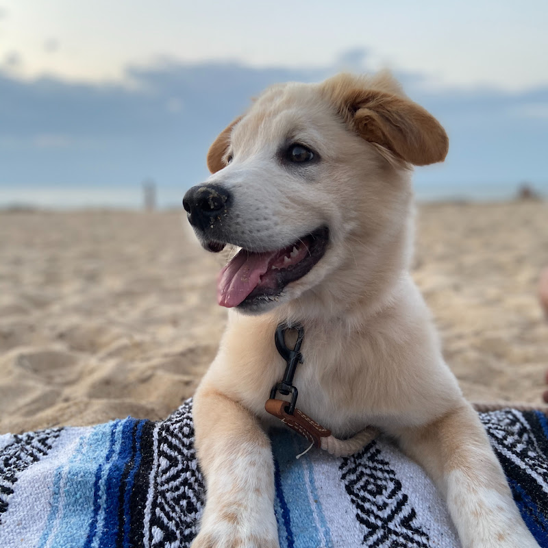 A Dog Called Carl
