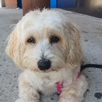 myladyBella