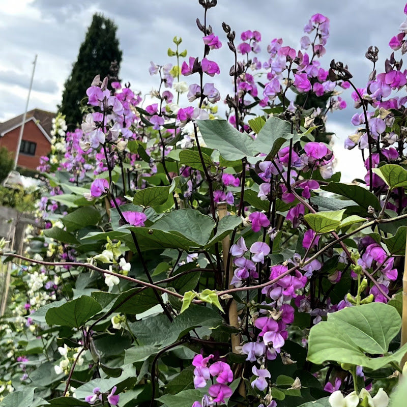 RanaShetu’s London Garden 