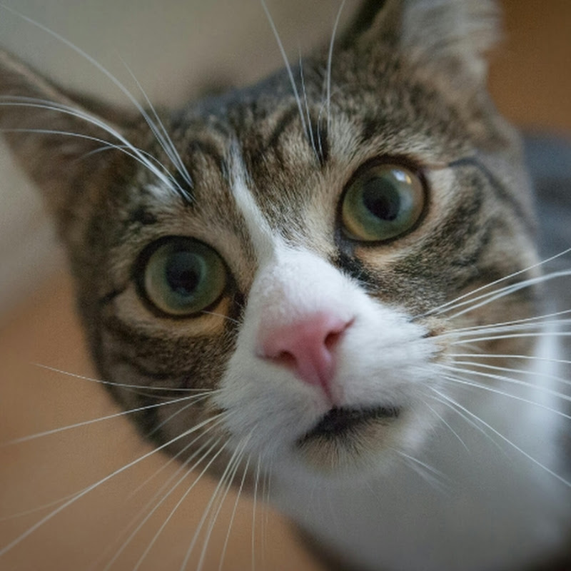 Lili Viral Pets