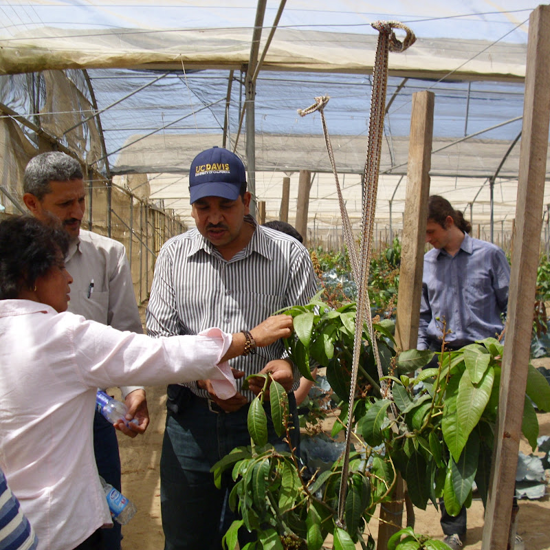 Prof. Mohamed Abdrabbo