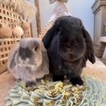 Achilles, Lotje, Jules & Fientje