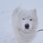 Frost the mighty Samoyed