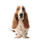 Hush Puppies Argentina