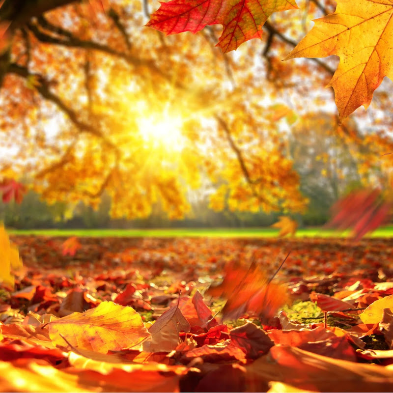 Autumn Beauty