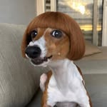 Nala the Italian Greyhound | UGC