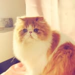 pouncing purs cattery