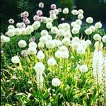 Q's natural garden