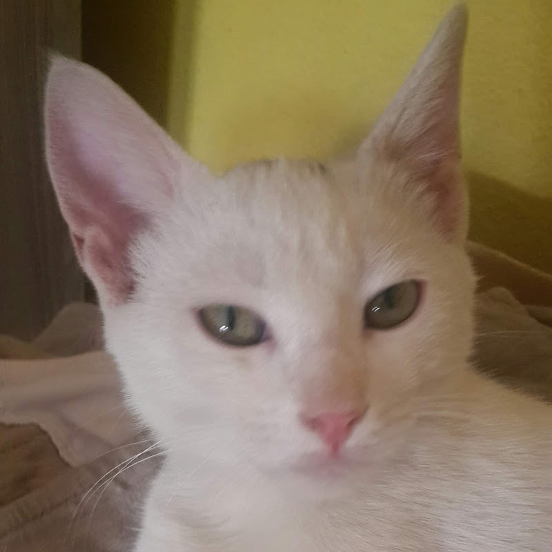 This İs Makbule Cat Tv