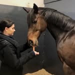 My Horse Journey