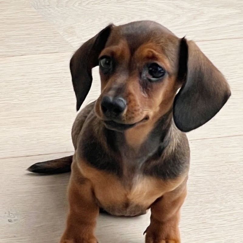 Pipa The tiny Explorer Dachshund