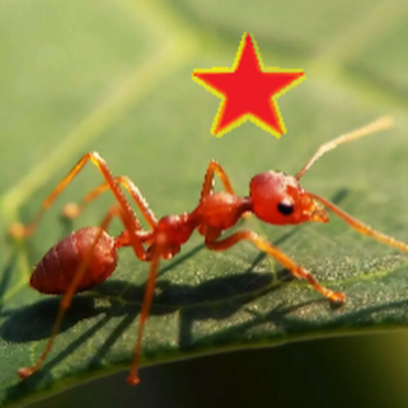 Red Ant 