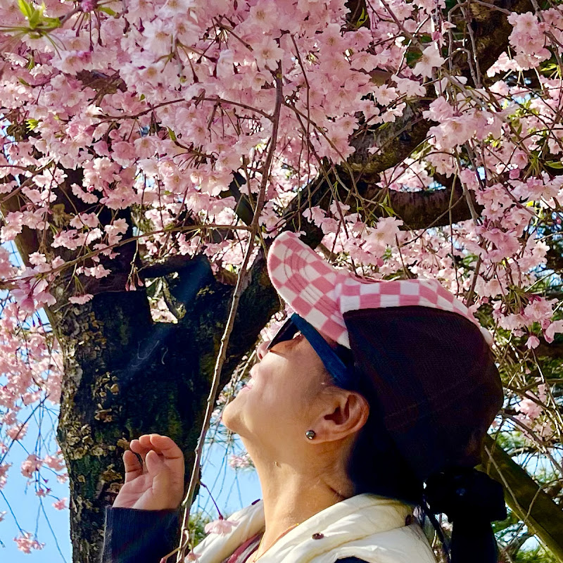 SakuraBelle Channel🇯🇵