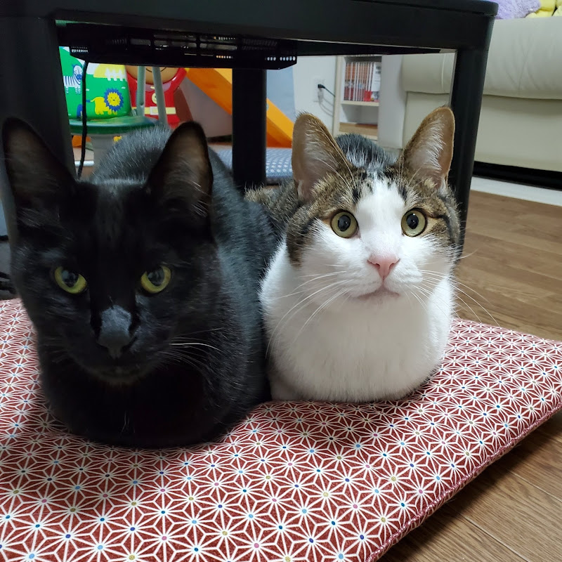 かくさん・すけさんfamilyのにゃんチューブ【関西弁でしゃべる猫】