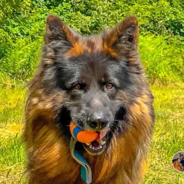 Barry  the German Shepherd Dog