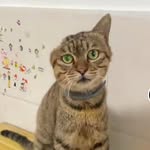 Paws & Hope