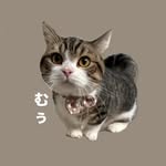 短足のむぅ🐾 | きっとあなたもクセになる♡