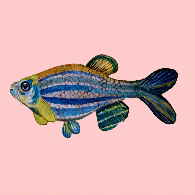 Double Fish Wish