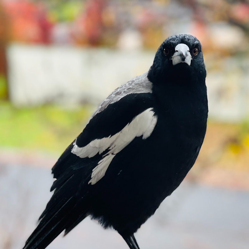 Birds of Australia