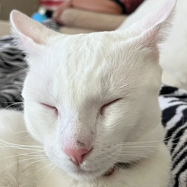 Elliot