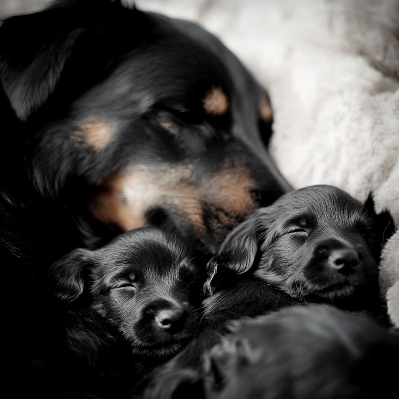 Cute Tiny Animal Tales