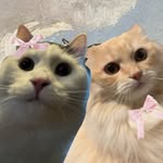 Rocky & Suki | Sibirian cats