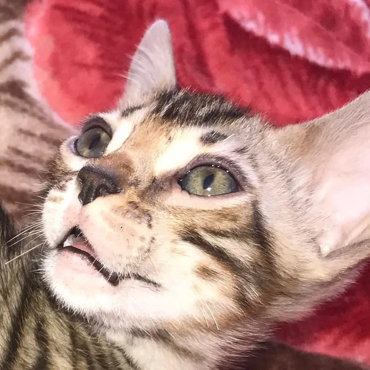 Жека Салмин