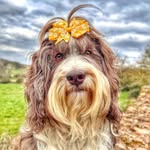 Betsi-bear the Cockapoo