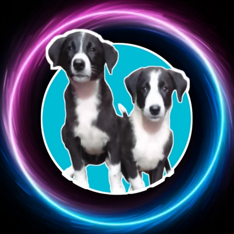 Desi Pet Zone