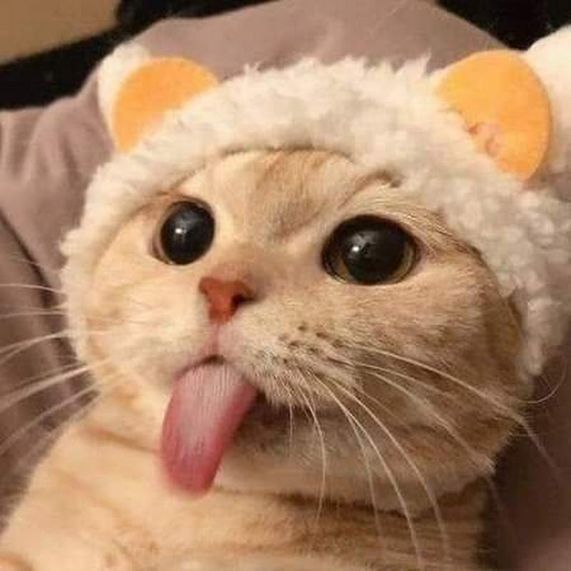 Funny Animal Cute 139