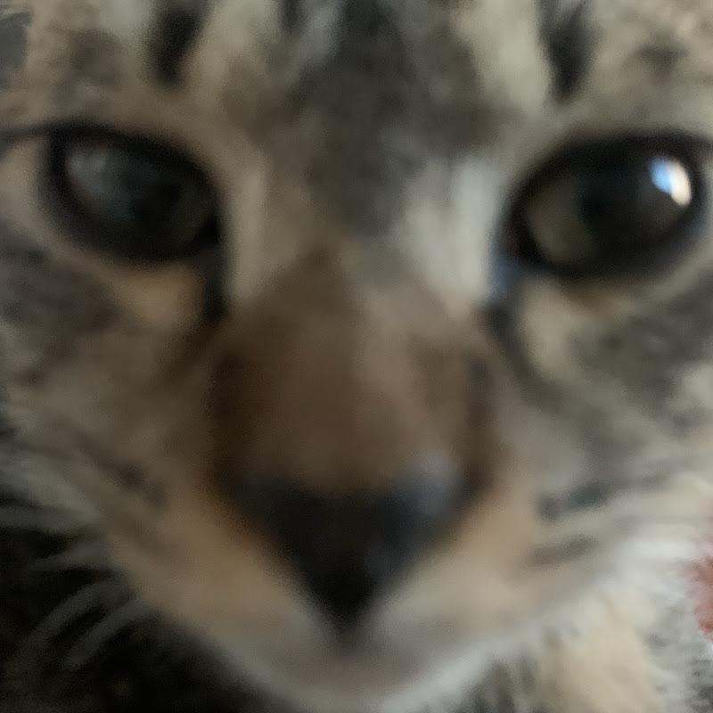 팍씨완달 Cat ParkWanDal