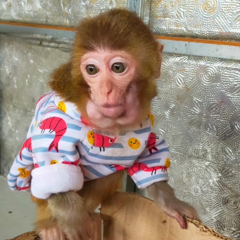 Xuka monkey family.
