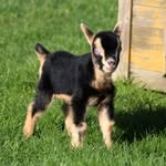 Elevage des Lutins D'Hoscas