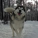 𝚉𝙴𝚄𝚂 ⚡ • 𝙰𝙻𝙰𝚂𝙺𝙰𝙽 𝙼𝙰𝙻𝙰𝙼𝚄𝚃𝙴 🐺