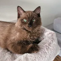 Simon the Brown Ragdoll
