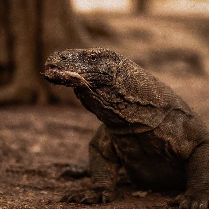 Komodo Stories Channel