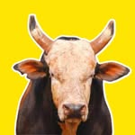 Paixao do rodeio